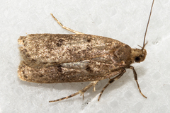 Phaeosaces apocrypta