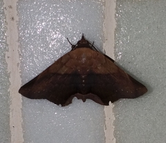 Psimada quadripennis