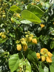 Senna nitida