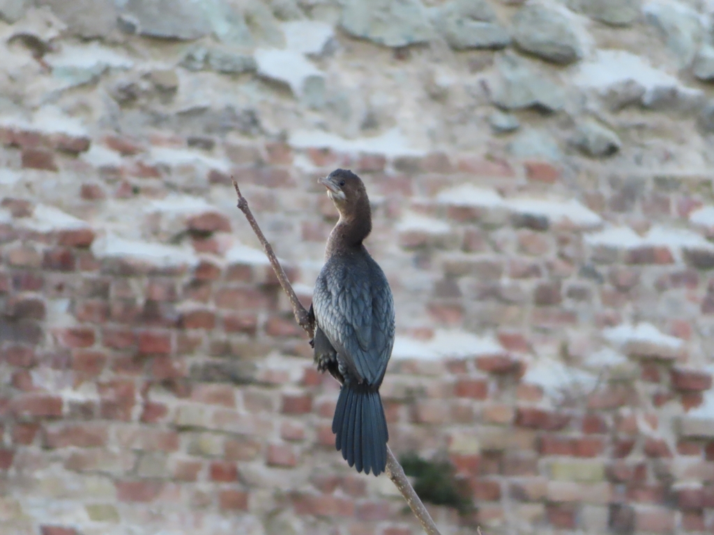 Pygmy Cormorant from 35131 Padova PD, Italia on November 24, 2021 at 05 ...