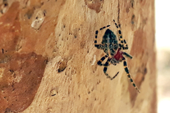 Alpaida alticeps