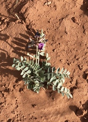 Astragalus amphioxys