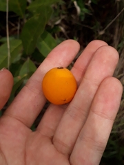 Peritassa campestris