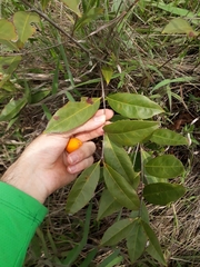 Peritassa campestris