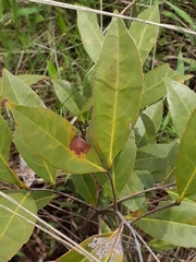 Peritassa campestris