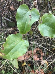 Smilax californica