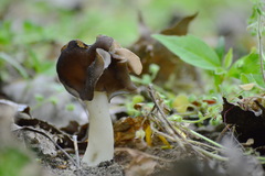 Helvella monachella