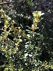 Bursaria spinosa