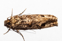 Lysiphragma epixyla