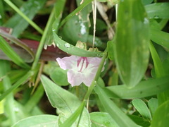 Ruellia repens