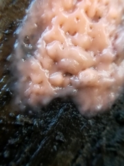 Fusicolla merismoides