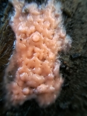Fusicolla merismoides