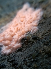 Fusicolla merismoides
