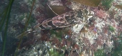Leiocottus hirundo
