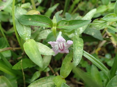 Ruellia repens