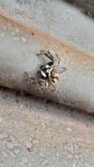 Menemerus bivittatus