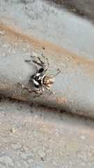 Menemerus bivittatus