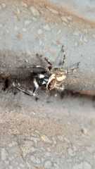 Menemerus bivittatus