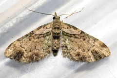 Chloroclystis sphragitis