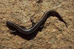 Plestiodon skiltonianus interparietalis