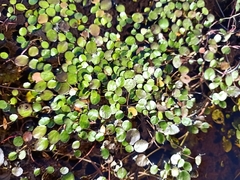 Liparophyllum exiguum