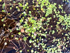 Liparophyllum exiguum