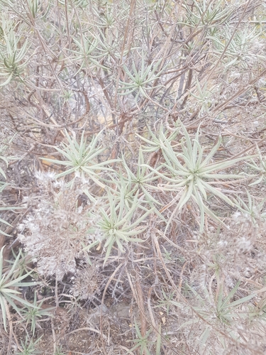 Echium onosmifolium subsp. onosmifolium image