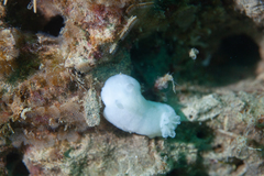 Diaulula punctuolata