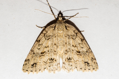 Pseudocoremia rudisata