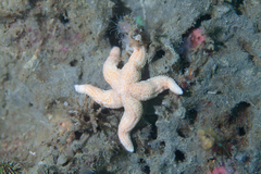 Allostichaster capensis