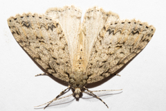 Pseudocoremia rudisata