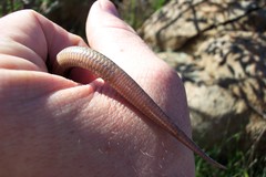 Plestiodon skiltonianus interparietalis