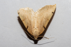 Sestra humeraria