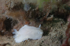 Diaulula punctuolata