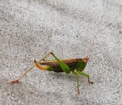 Orchelimum silvaticum