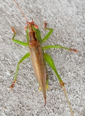 Orchelimum silvaticum