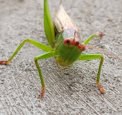 Orchelimum silvaticum