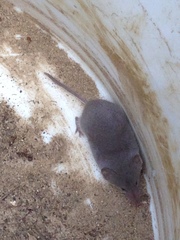 Notiosorex crawfordi