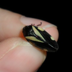 Deois pseudoflavopicta