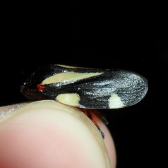 Deois pseudoflavopicta