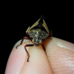 Deois pseudoflavopicta