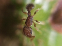 Tetramorium lanuginosum