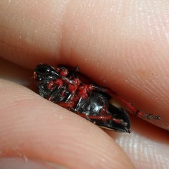 Deois pseudoflavopicta