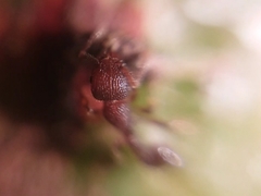 Tetramorium lanuginosum