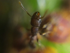 Tetramorium lanuginosum