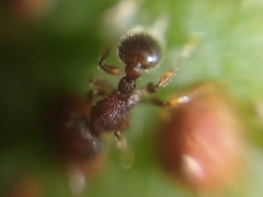Tetramorium lanuginosum