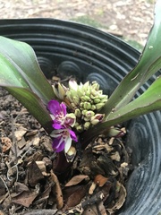 Dichorisandra acaulis