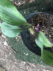 Dichorisandra acaulis