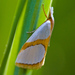 Crambid Snout Moths - Photo (c) Ken-ichi Ueda, some rights reserved (CC BY)