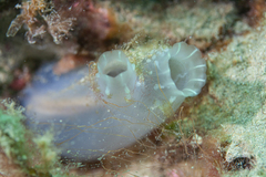 Tunicate photo 4